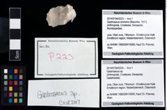 Foto (Objekt + Etikett) von Gastrosacus sp.  (NHMW-GEO-2014-0194-0223)